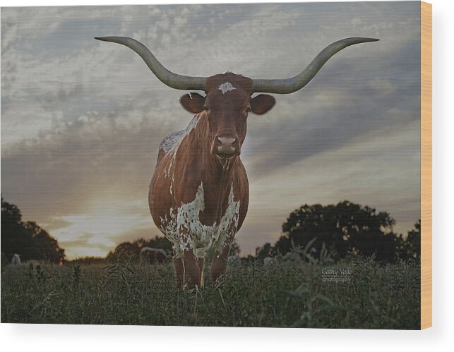 Texas Wood Print featuring the photograph Sterling, the longhorn cow by Cathy Valle