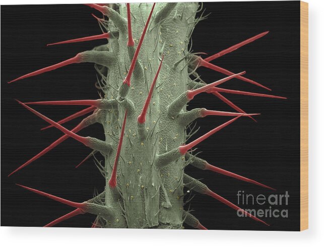 Alternative Medicine Wood Print featuring the photograph Stinging Nettle SEM by Ted Kinsman