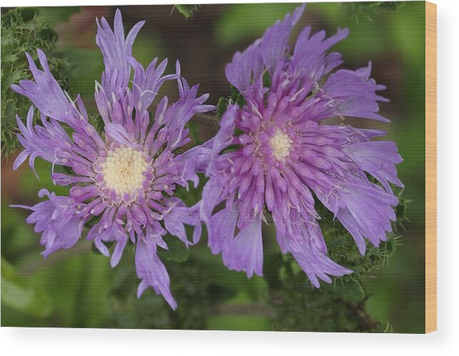 Stoke’s Aster Wood Print featuring the photograph Stoke's Aster Flower 5 by Mingming Jiang