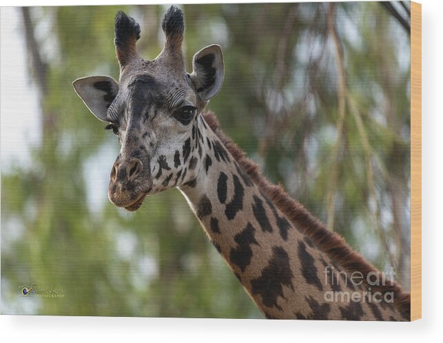 San Diego Zoo Wood Print featuring the photograph Stretching My Neck Out for This Photograph by David Levin