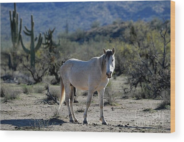 Salt River Wild Horses Wood Print featuring the digital art Studly by Tammy Keyes