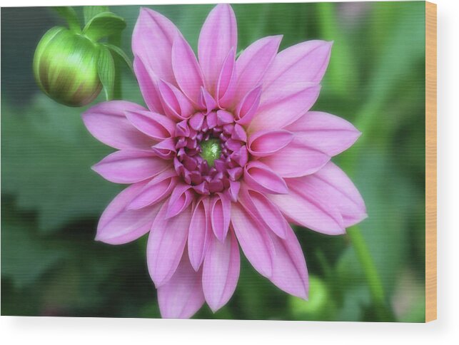 Dahlia Wood Print featuring the photograph Stunning Beauty by Johanna Hurmerinta