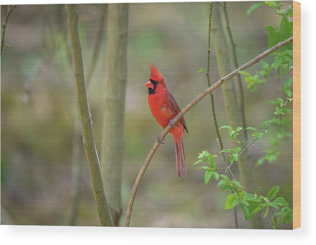Blue Ridge Parkway Wood Print featuring the photograph Stunning Northern Cardinal by Robert J Wagner