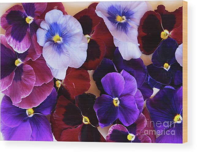 Wildflower Wood Print featuring the photograph Styled Pansies by Anastasy Yarmolovich