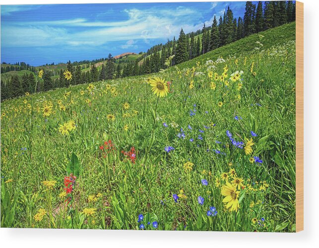 Crested Butte Wood Print featuring the photograph Summer Beauty by Lynn Bauer