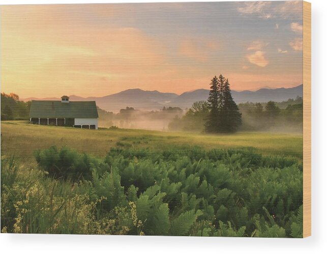 Summer Wood Print featuring the photograph Summer Morning by Catherine Reusch Daley