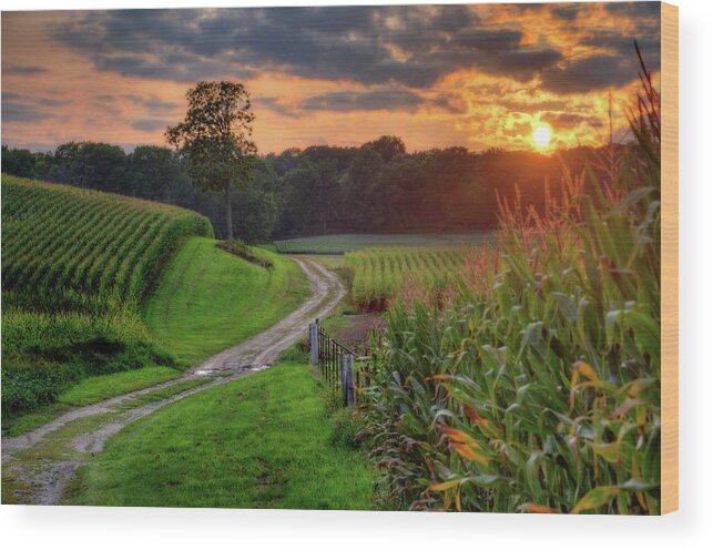 Corn Sunset Path Tree Country Scenic Landscape Clouds Rural Agriculture Wisconsin Countryside Trees Golden Green Wood Print featuring the photograph Summer Serenity by Peter Herman