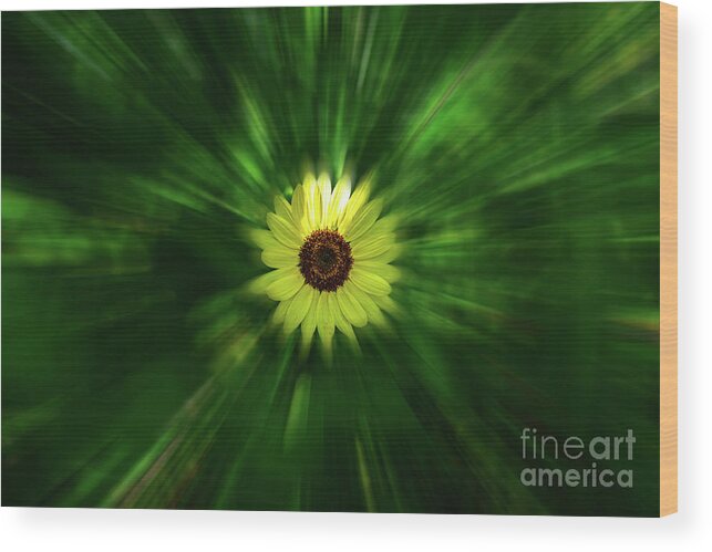 Flower Wood Print featuring the photograph Sun-Flower by Stef Ko