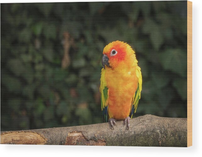 Sun Parakeet Wood Print featuring the photograph Sun Parakeet by Wim Lanclus