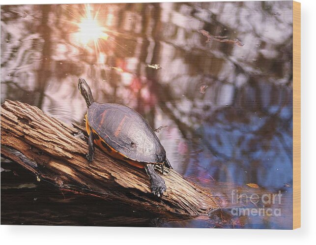 Sunbathing Wood Print featuring the photograph Sunbathing Turtle by Claudia Zahnd-Prezioso
