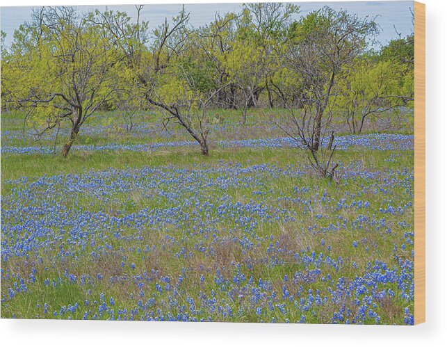 Bluebonnet Flowers Carpet The Countryside Landscape Of Tall Grass And Trees On A Sunny Spring Day In The Texas Hill Country. Wood Print featuring the photograph Sunday Drive by Terry Walsh