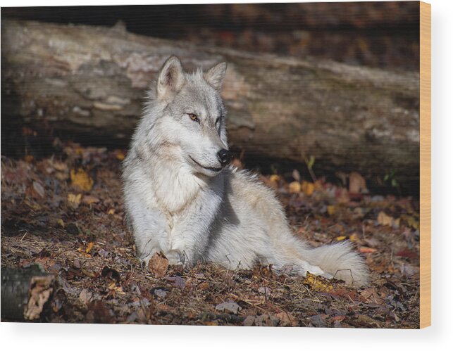 Tundra Wood Print featuring the photograph Sundays are for Relaxing by Rose Guinther