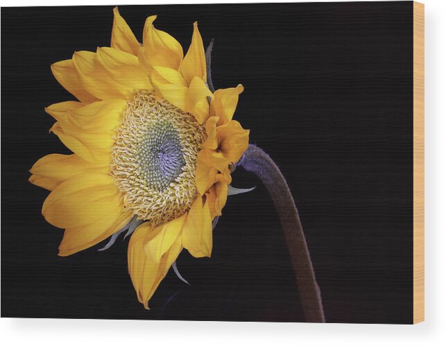 Macro Wood Print featuring the photograph Sunflower 031708 by Julie Powell