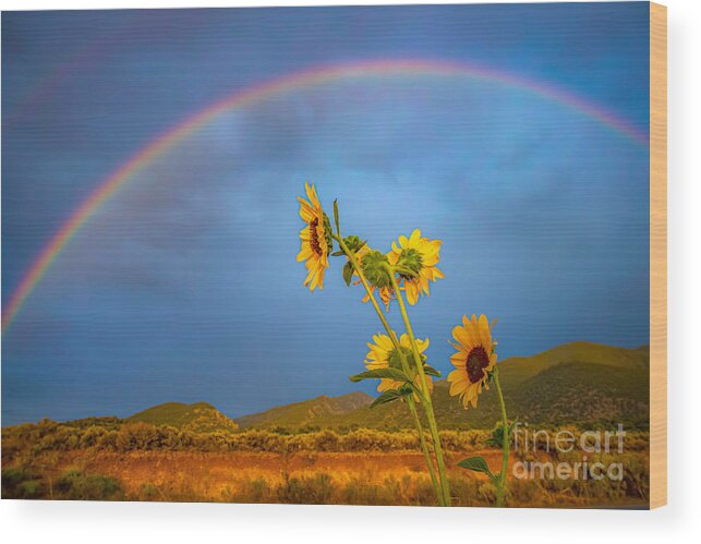 Taos Wood Print featuring the photograph Sunflower and Rainbows by Elijah Rael