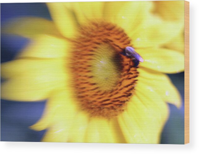 Yellow Wood Print featuring the photograph Sunflower Blur by Carolyn Stagger Cokley