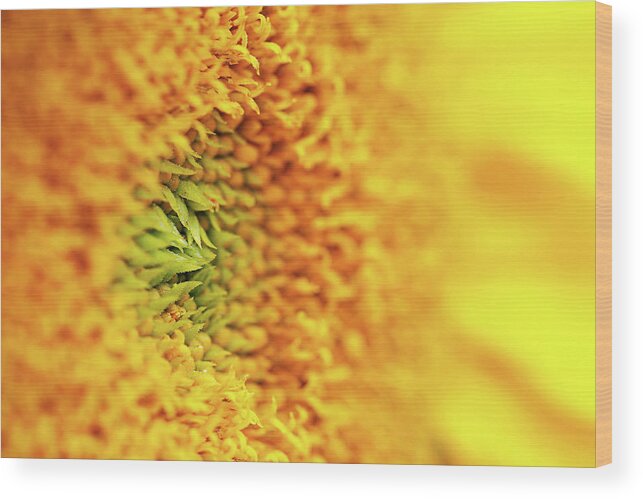 Sunflower Wood Print featuring the photograph Sunflower Detail by Maria Meester