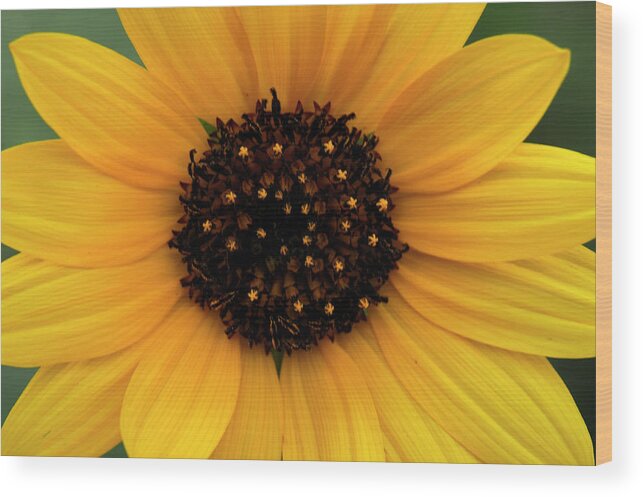 Flower Wood Print featuring the photograph Sunflower by Doug Wittrock