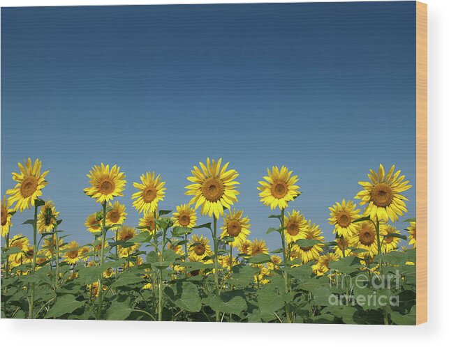 Sunflower Wood Print featuring the photograph Sunflower Field in India by Tim Gainey