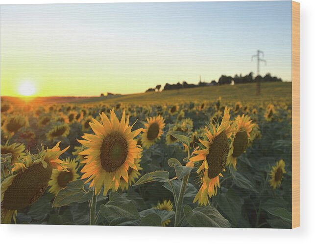 Sunflower Wood Print featuring the photograph Sunflower field sunset by Sean Hannon
