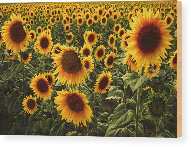 Tranquility Wood Print featuring the photograph Sunflower fields - Konya, Turkey by Zeynep Thomas