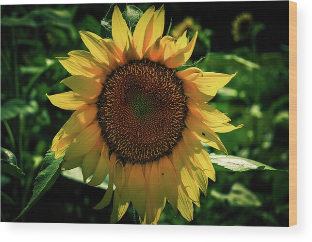 Conservation Wood Print featuring the photograph Sunflower in bloom by Heather Bettis