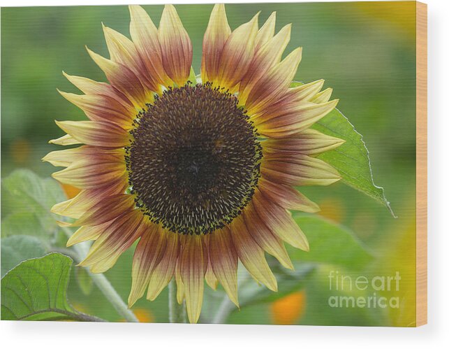 Sunflower Wood Print featuring the photograph Sunflower by Jan Day