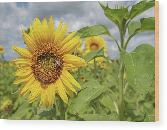 Sunflower Wood Print featuring the photograph Sunflower with Honeybee by Carolyn Hutchins