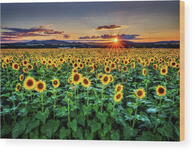 Sunflowers Wood Print featuring the photograph Sunflowers a6676 by Greg Hartford