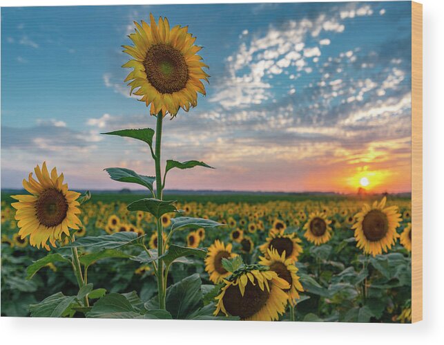 Landscape Wood Print featuring the photograph Sunflowers at Sunset by Michael Smith