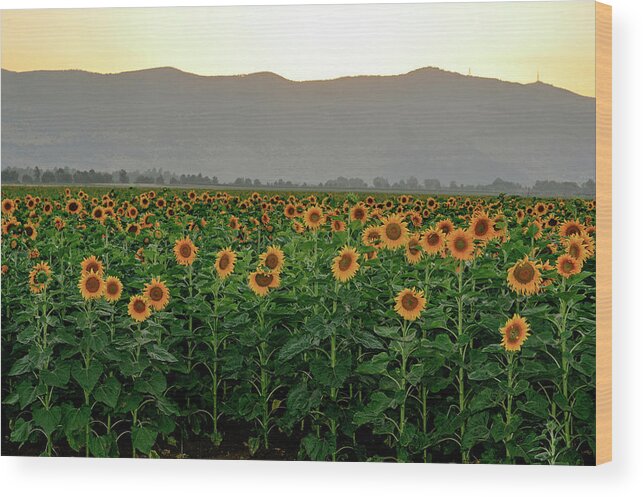 Sunflowers Wood Print featuring the photograph Sunflowers in the Golan Heights by Dubi Roman