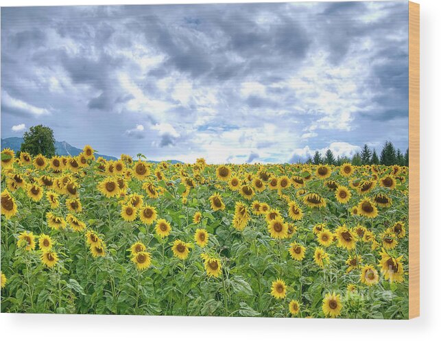 Purple Wood Print featuring the photograph Sunflowers by Paolo Signorini