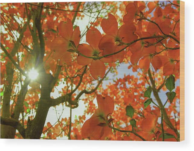 Sun Light Wood Print featuring the photograph Sunlight through flowers and leaves by Jeff Swan