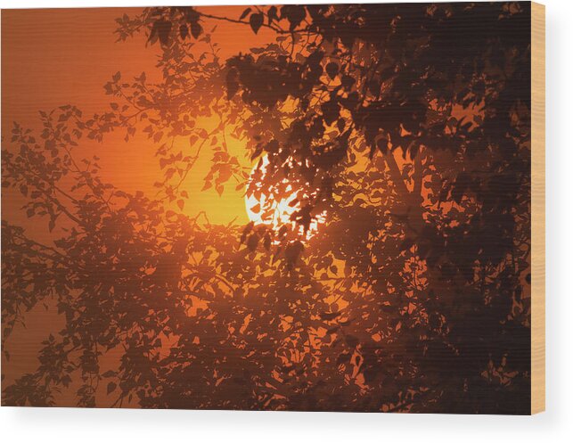 Sunlight Through The Fog Wood Print featuring the photograph Sunlight Through the Fog by Sharon Talson