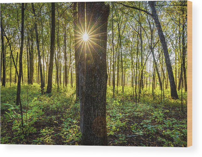 Trees Wood Print featuring the photograph Sunlight Through The Trees by Jordan Hill