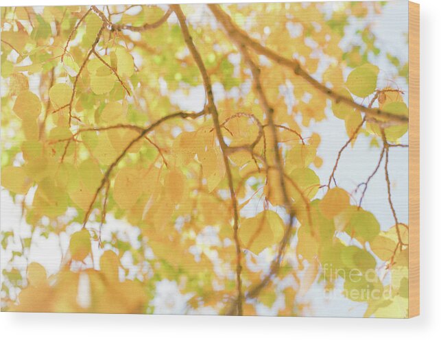 Aspen Wood Print featuring the photograph Sunny Day Aspen II by Ana V Ramirez