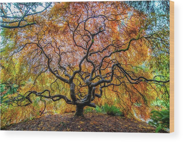 Maple Wood Print featuring the photograph Sunny Japanese Maple by Jerry Cahill