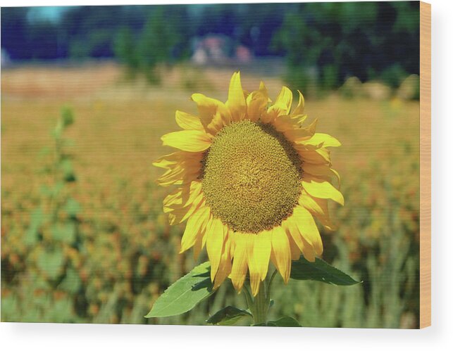 Sunflower Wood Print featuring the photograph Sunny Sunflower Fields by Marilyn MacCrakin