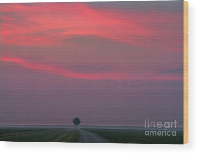 4 Trees Wood Print featuring the photograph Sunrise in the Dutch Highlands 2 by Henk Meijer Photography