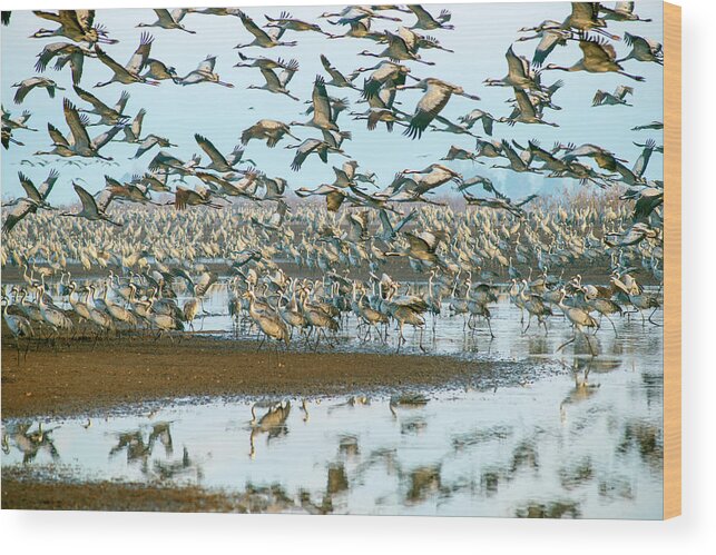 Dubi Roman Wood Print featuring the photograph Sunrise over the Hula Valley 13 by Dubi Roman