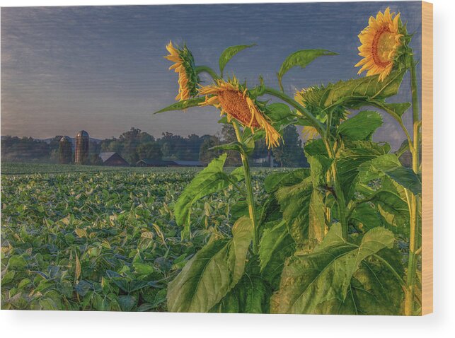 Tennessee Wood Print featuring the photograph Sunrise With Sunflowers by Marcy Wielfaert