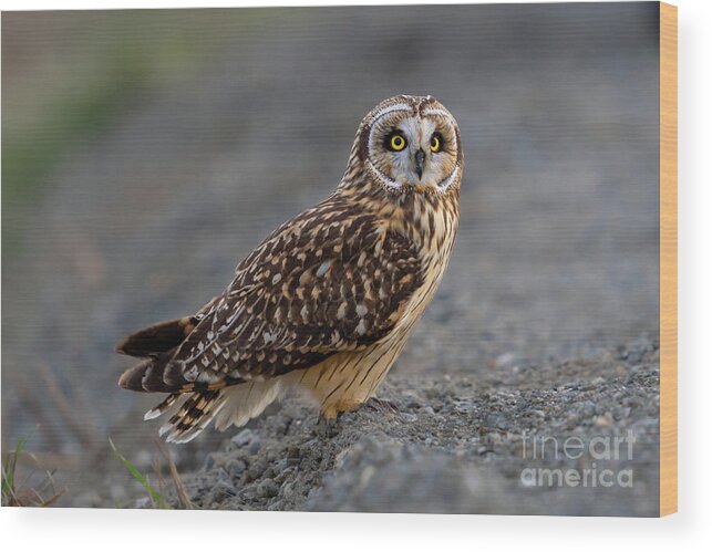 Asio Flammeus Wood Print featuring the photograph Sunset Light on Short-eared Owl by Nancy Gleason