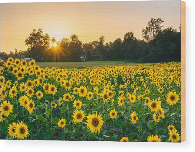 Scenics Wood Print featuring the photograph Sunset over a sunflower field in Jarrettsville, Maryland by Jon Bilous