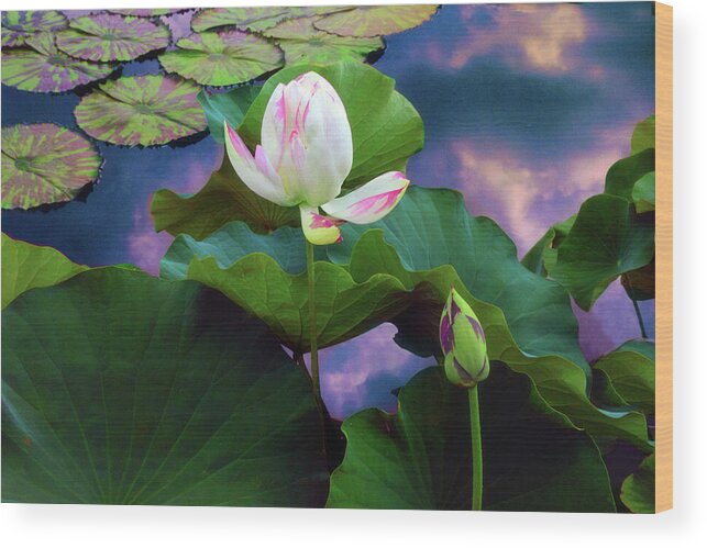 Lotus Wood Print featuring the photograph Sunset Pond Lotus by Jessica Jenney