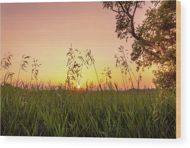 Trexler Wood Print featuring the photograph Sunset Through the High Grass by Jason Fink