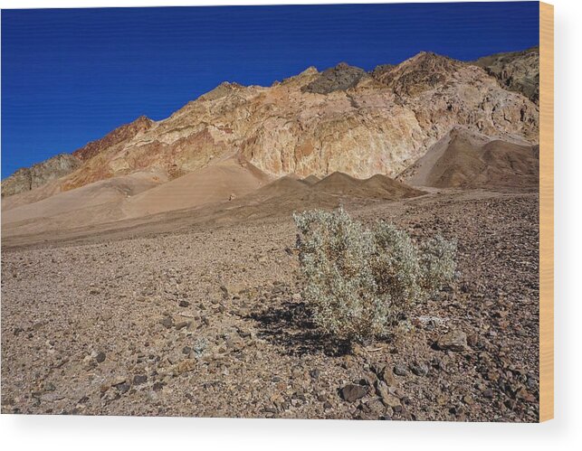 Death Valley Wood Print featuring the photograph Death Valley Survivor by Brett Harvey