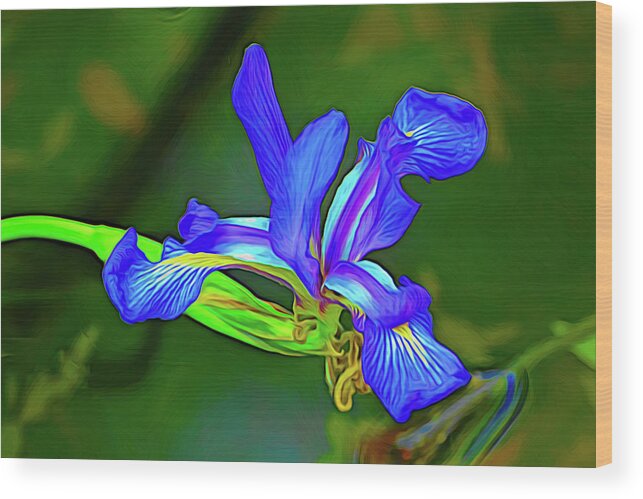 Swamp Iris Wood Print featuring the photograph Swamp Iris Expressing Itself by Jerry Griffin