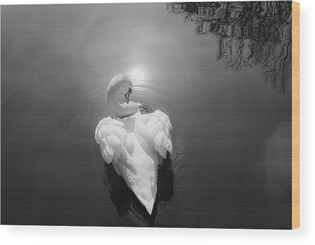 Swan Wood Print featuring the photograph Swan 3 by Cindy Robinson