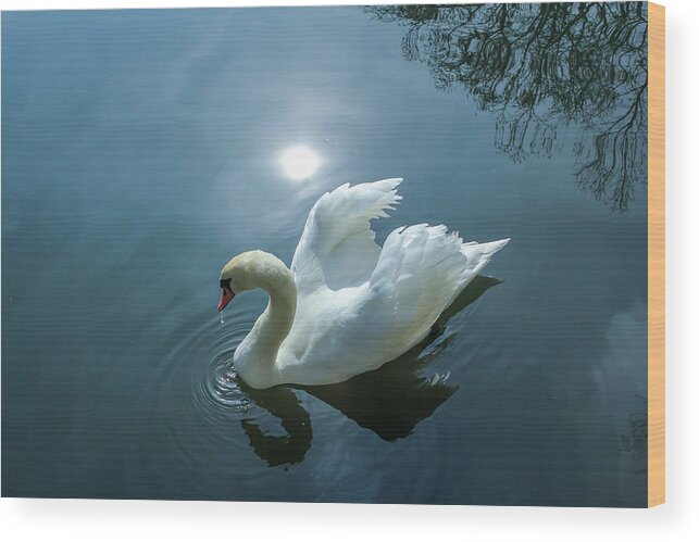 Swan Wood Print featuring the photograph Swan 4 by Cindy Robinson