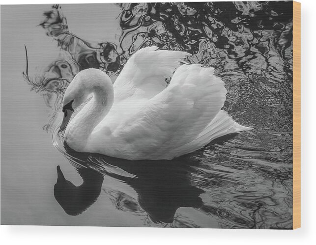 Sc Wood Print featuring the photograph Swan 6 by Cindy Robinson