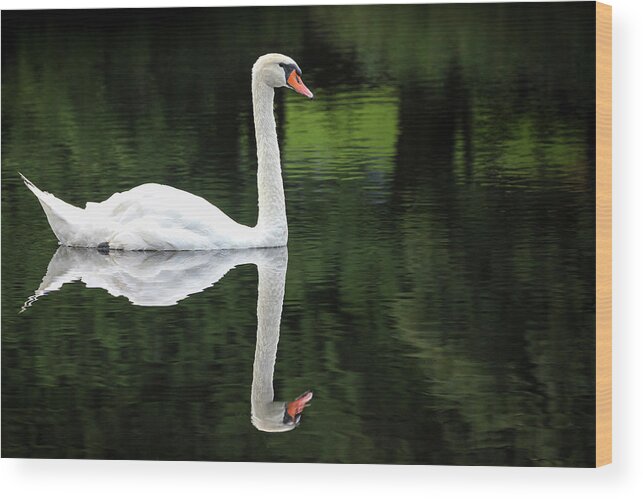 Petoskey Wood Print featuring the photograph Swan at Spring Lake by Robert Carter